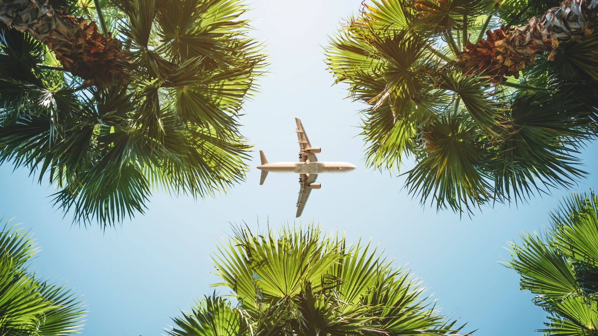A commercial airplane flies overhead, framed by green palm tree leaves against a clear blue sky—a vivid reminder to prepare for any dental emergency while travelling.