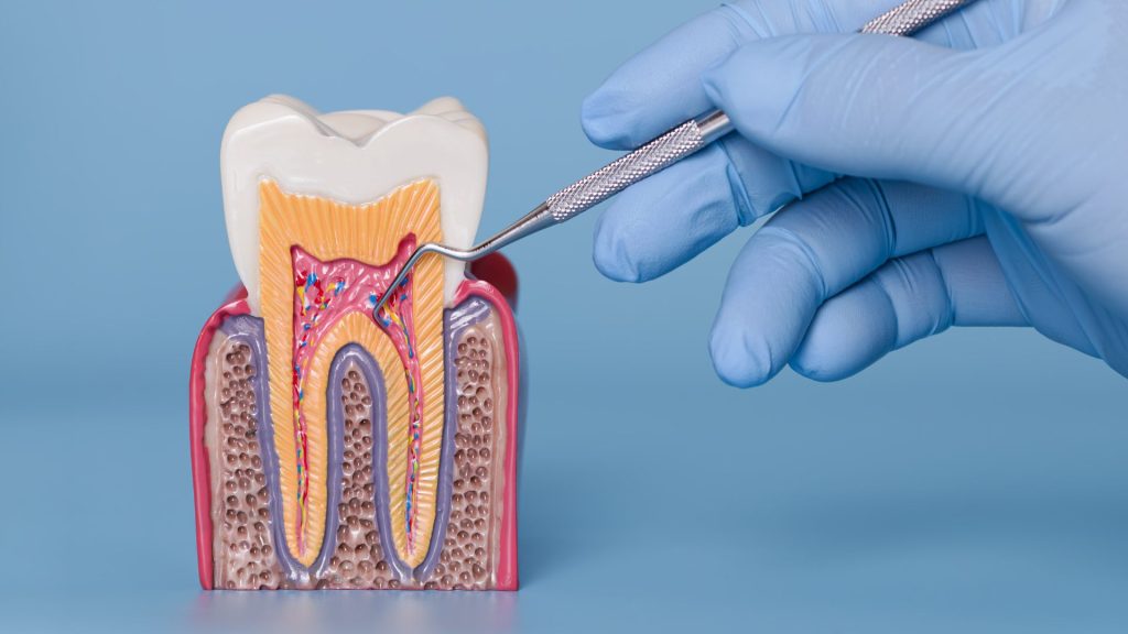 A gloved hand holds a dental tool and points to a cross-section model of a tooth, showing internal structures like enamel, dentin, and pulp.